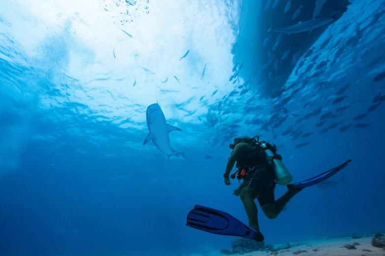 a man in scuba gear dives near an animal