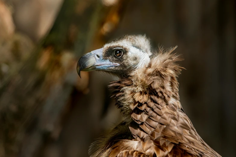 a close up s of a large bird with brown feathers