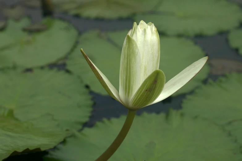 closeup of a single lily bud with a background of lily pads