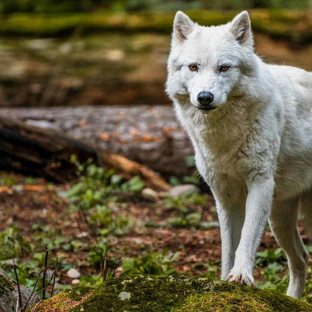 a lone white wolf standing on the ground