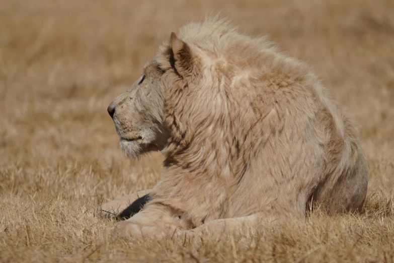 a lion that is sitting in a dry grass field