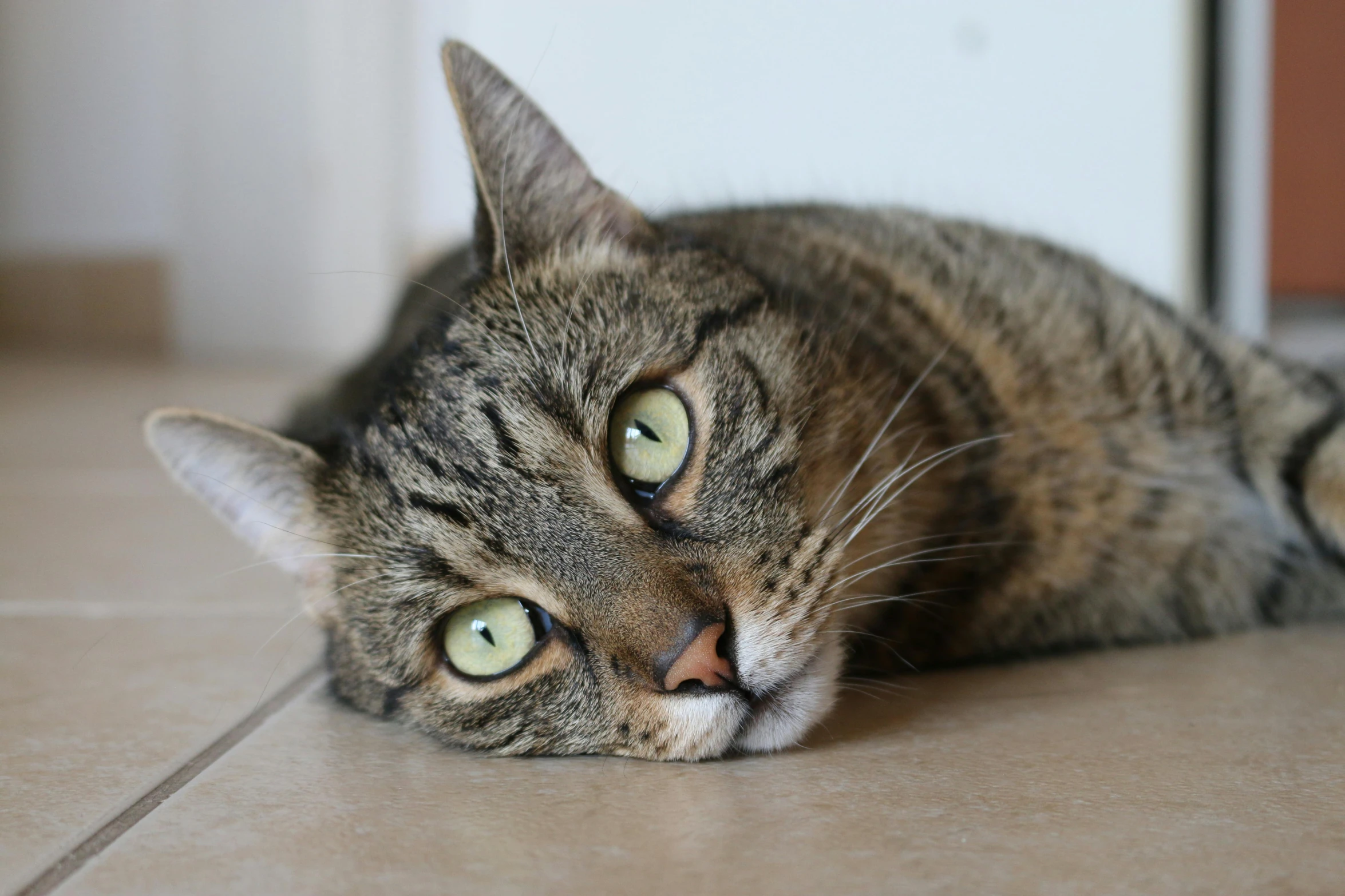 a cat is laying down on the floor