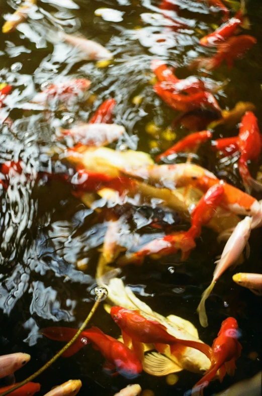 many colorful fish swimming in water together