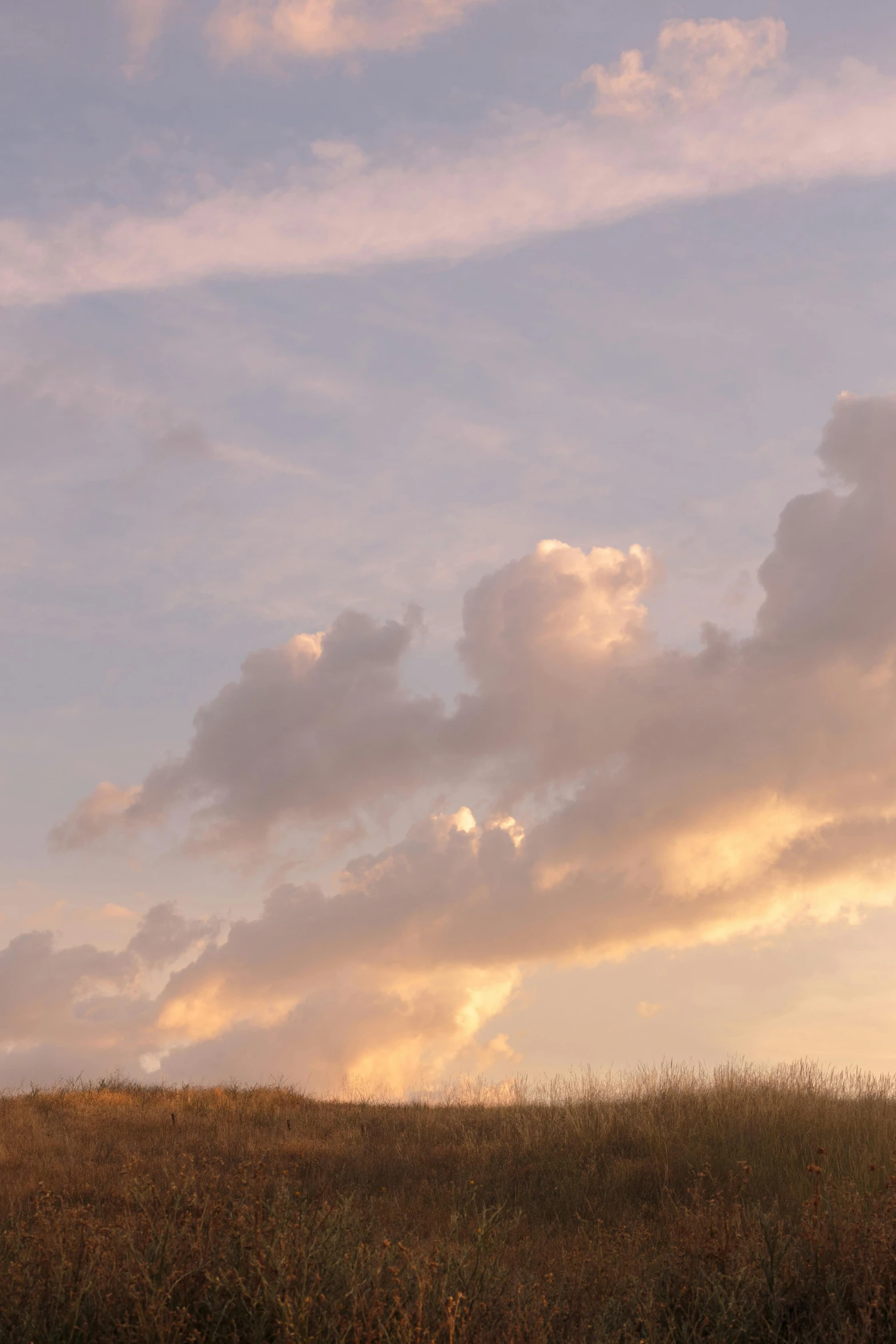 giraffes and other animals standing in a field at dusk