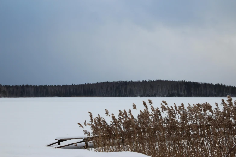 snow on plants and trees near a pond