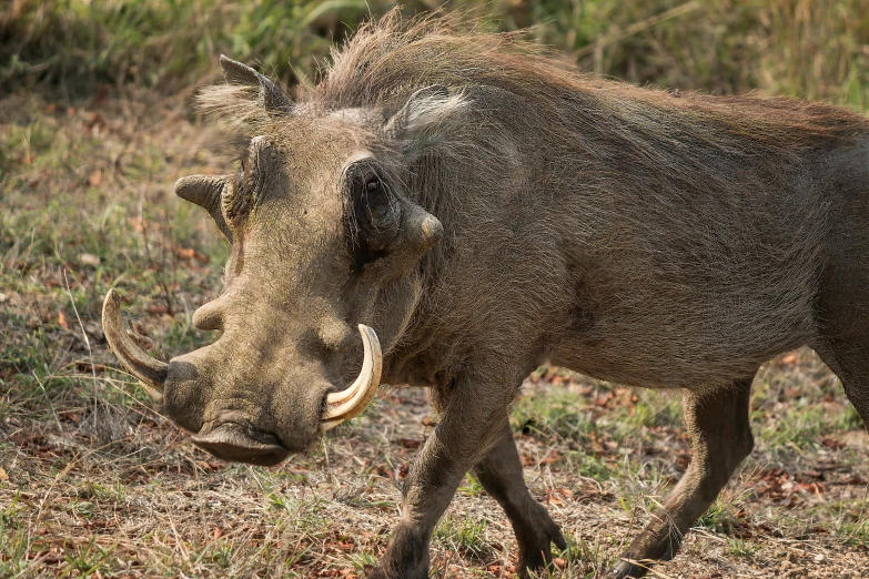 a warthog standing in the middle of a dry grass field