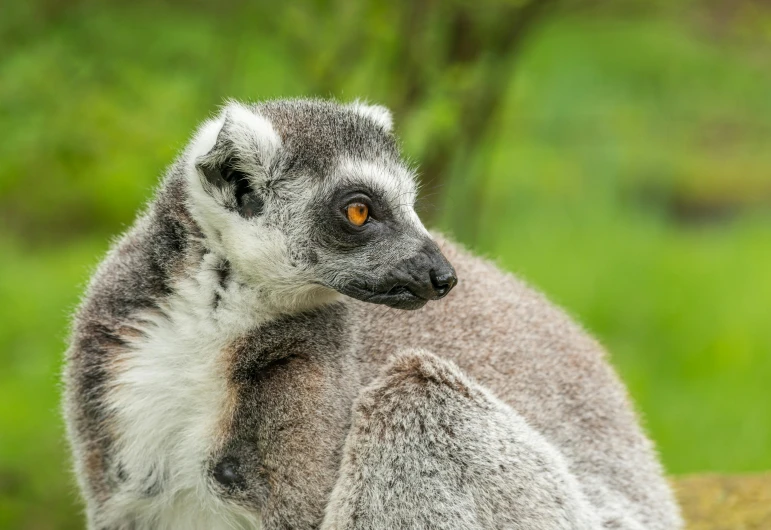 a lemur looking out from behind a tree