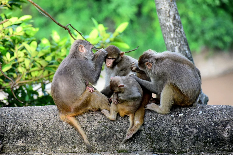 group of monkeys sitting on wall with tree in background