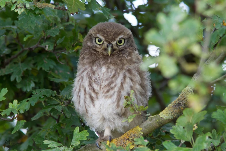 an owl standing on a nch, next to leaves