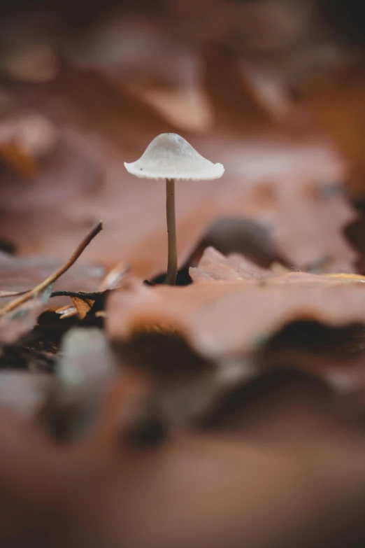 a small mushroom is growing on the ground