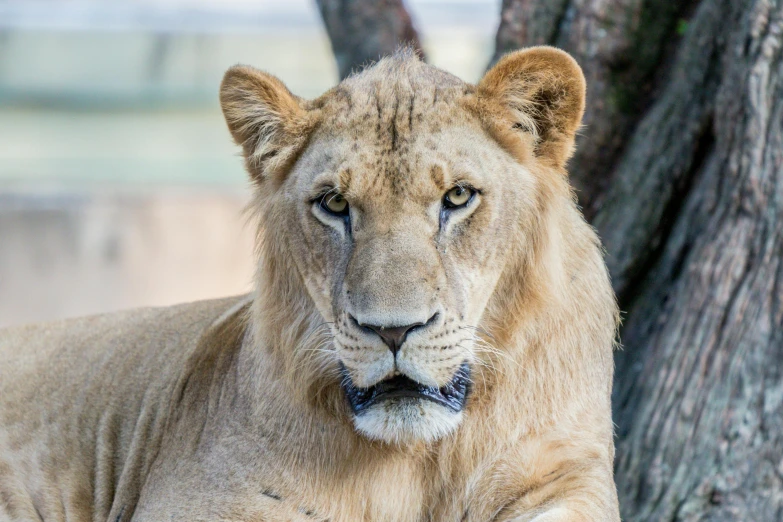 close up of a lion laying on a tree in front of a tree