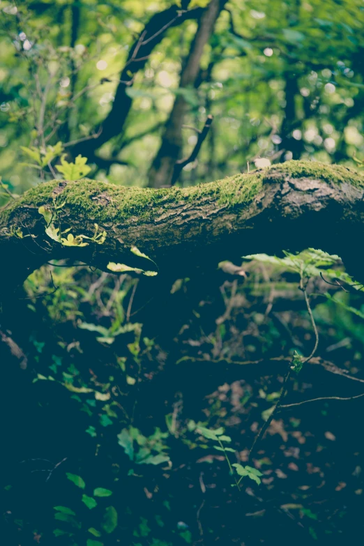 an animal that is laying on top of a tree