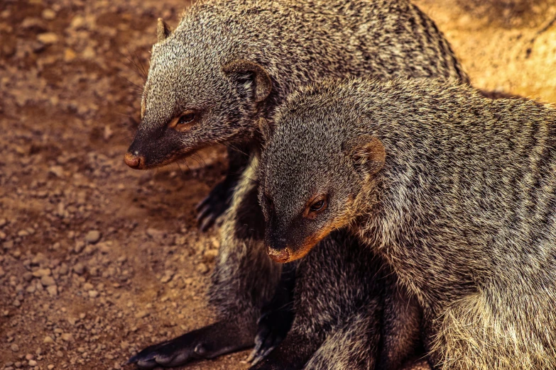 two baby honey badgers stand in their enclosure