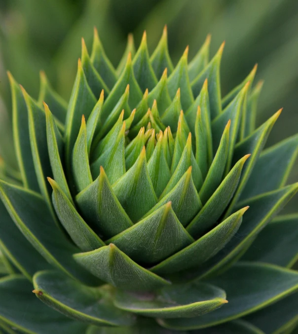 an image of a large green flower that is not yet bloom