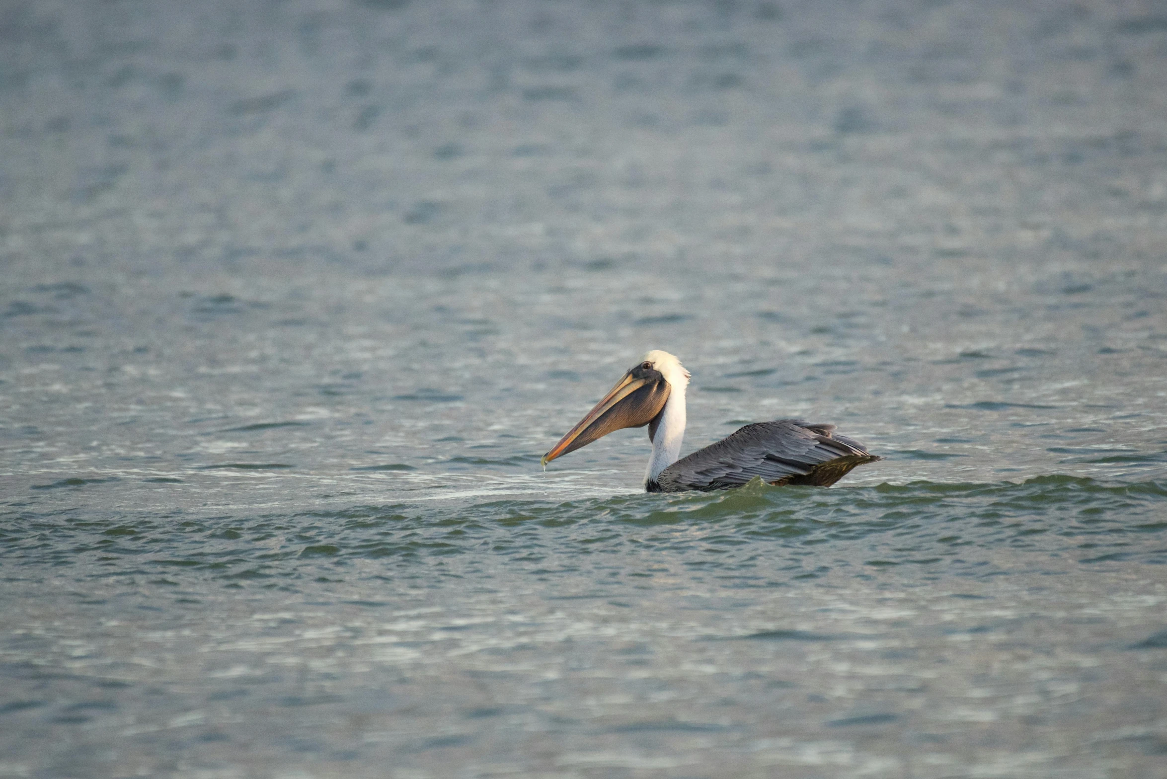 an image of a bird in the ocean