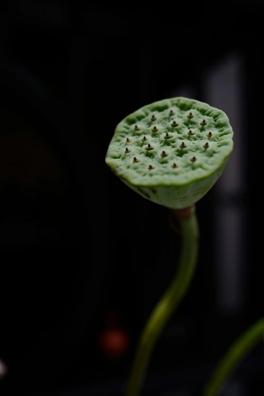 the stem and middle part of a flower