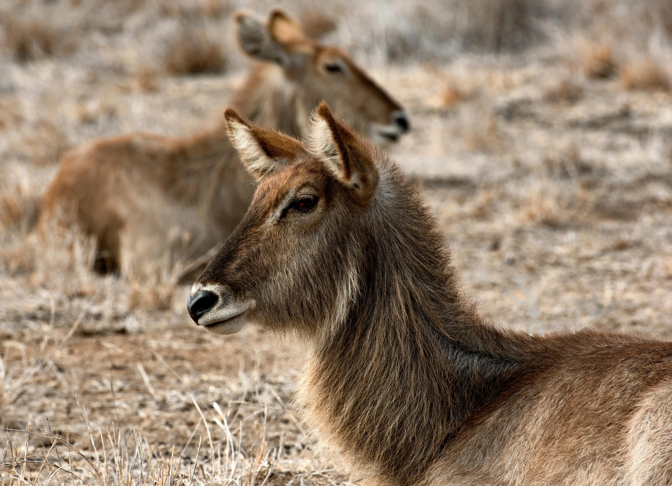 a brown goat with a long tail sitting in the grass