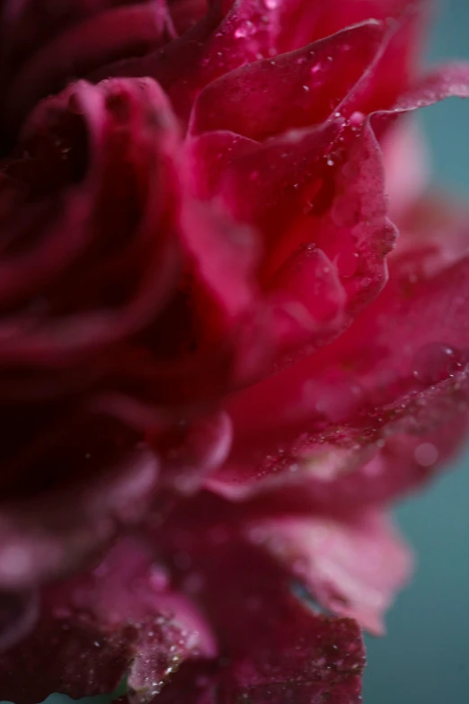 water droplets on a red flower in the rain