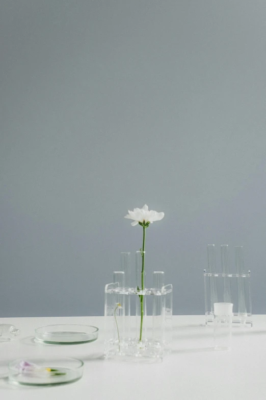 white flower sitting next to multiple small clear vases