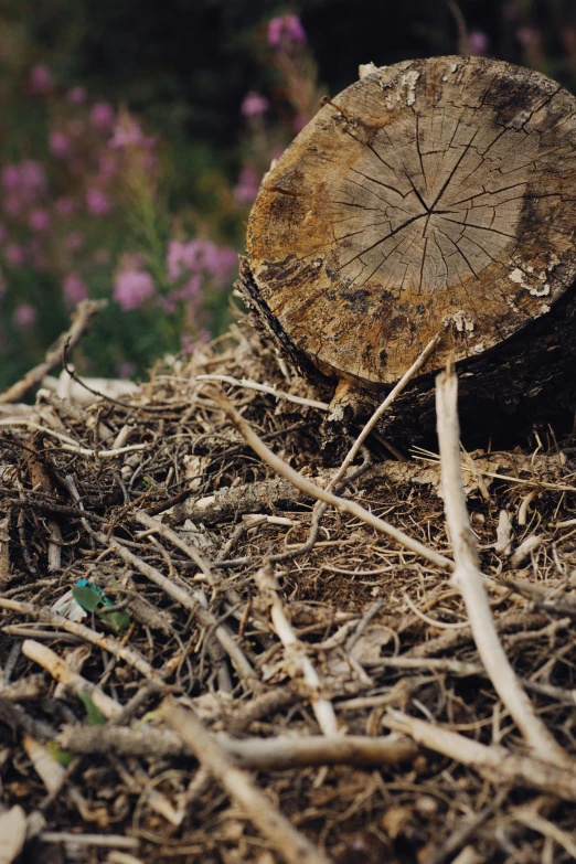 a close up of a tree stump in a field