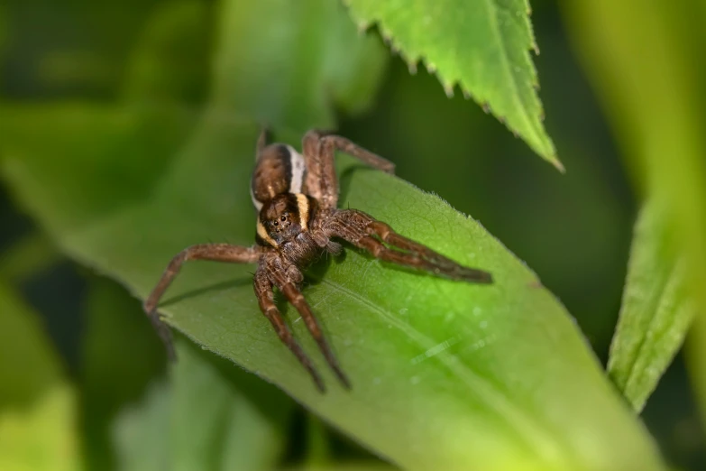 a spider on a green leaf, sitting on top of it