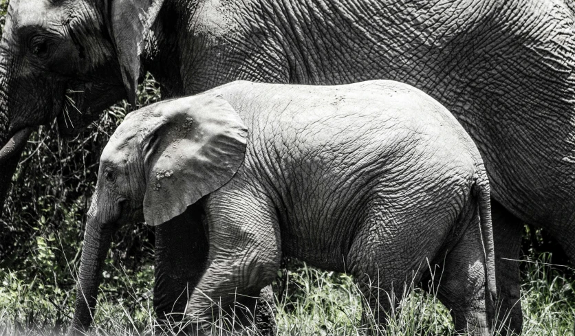 an elephant with its baby walk through the brush