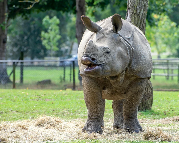 a big black rhino standing in the grass