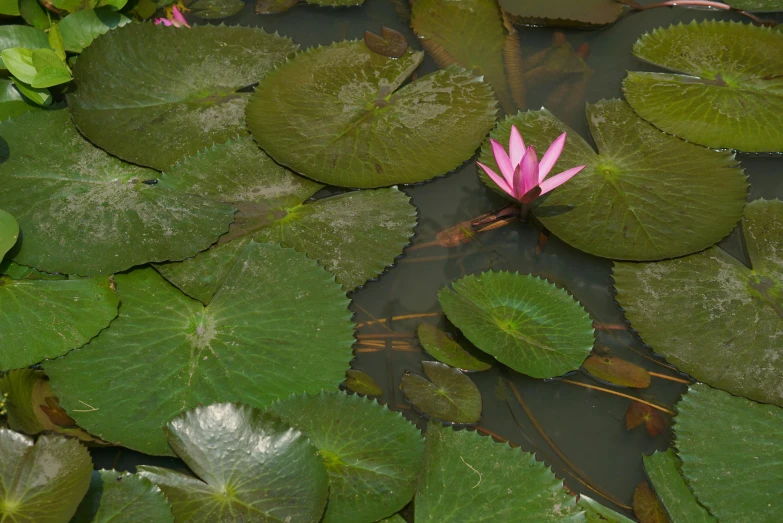 waterlilies with green leaves and pink flower in the pond