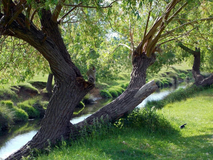 two brown trees beside a stream in the grass