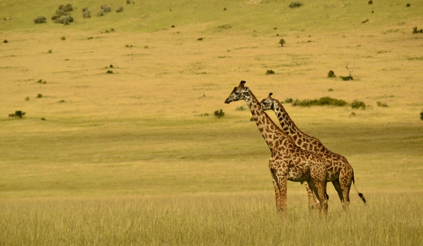 two giraffes are walking around the open field