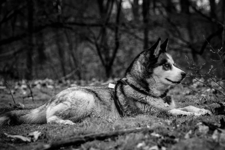 a black and white po of a husky dog in the woods