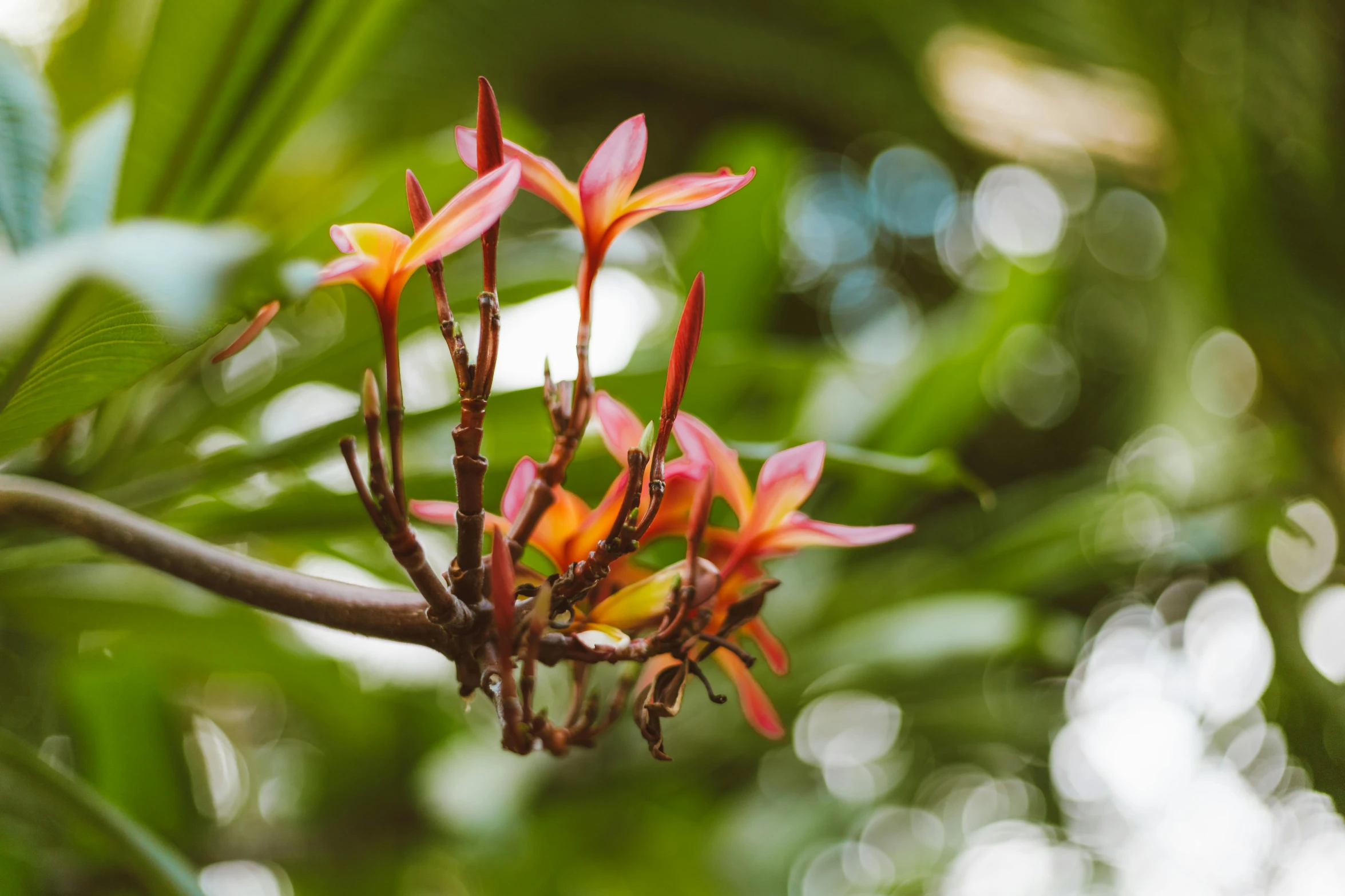 a close up view of the flowers on this tree