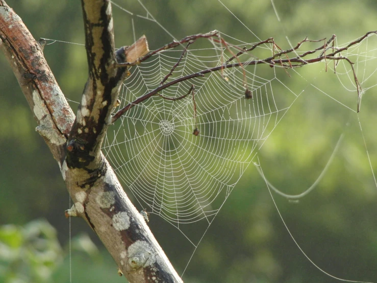 a spider web hanging from a tree nch