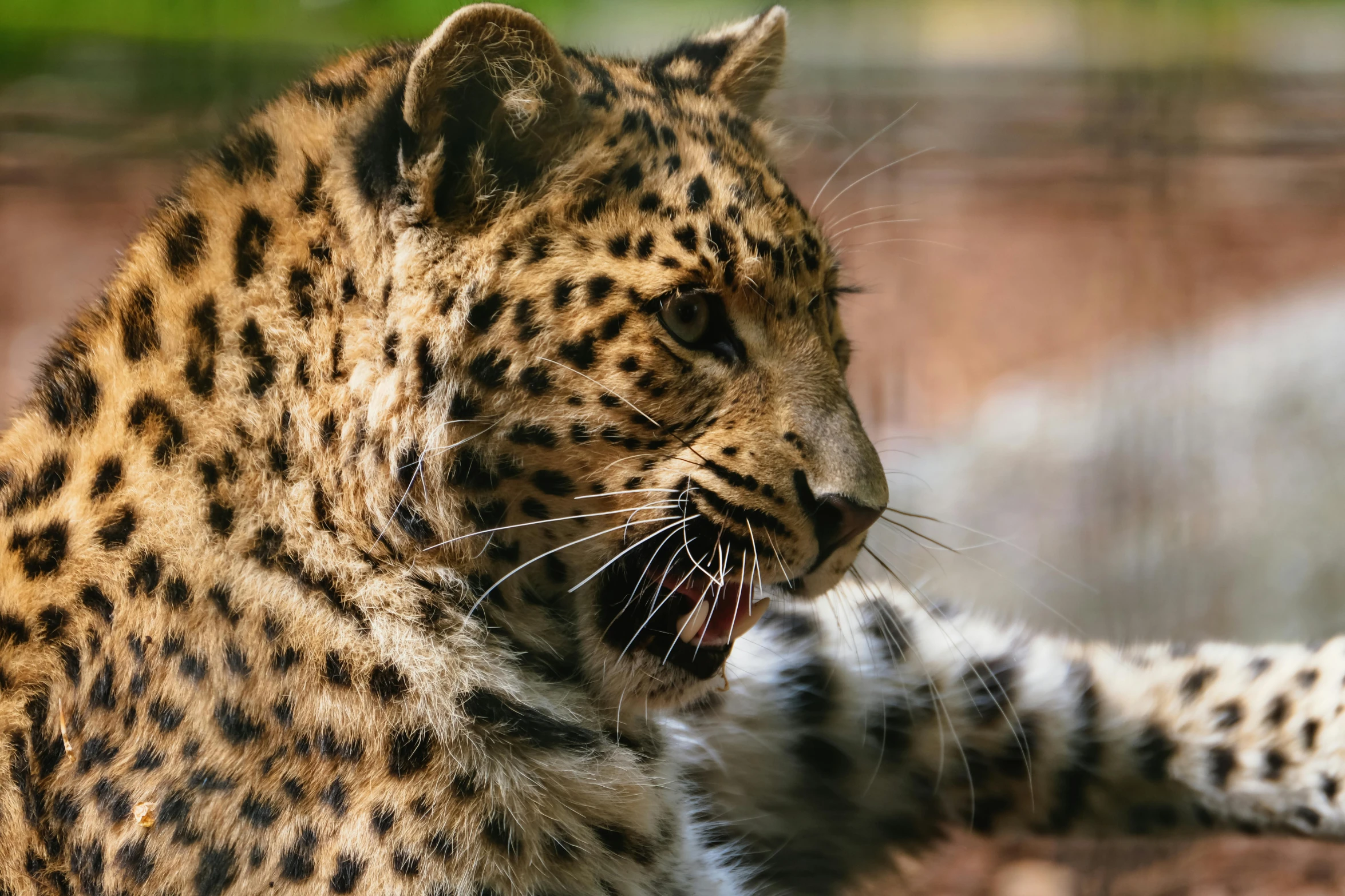 a very pretty big cat yawning while standing up