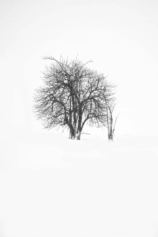 lone tree in winter with snow and white background