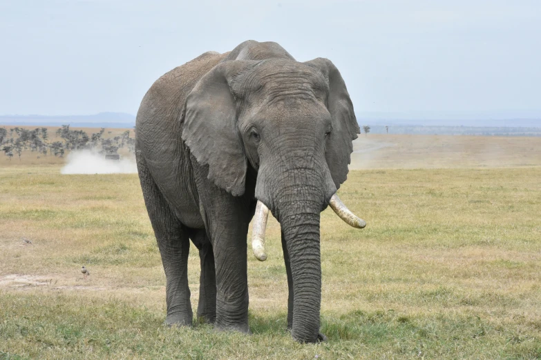 an elephant standing in the open grassy plain