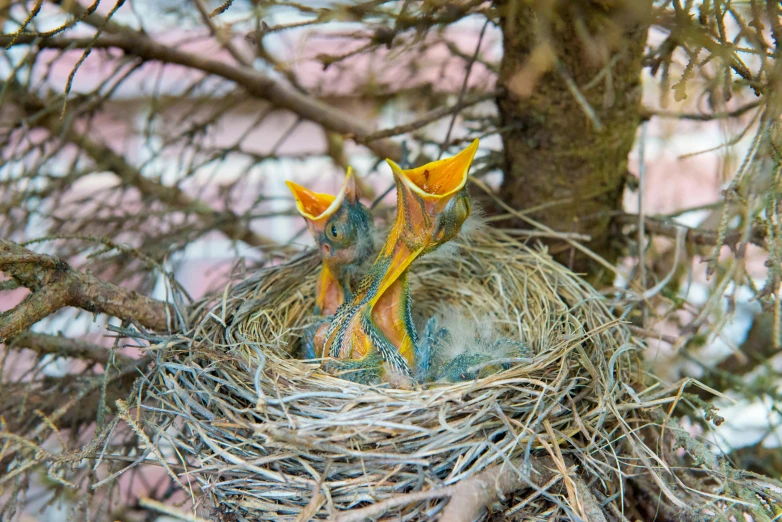 two young birds with colorful feathers standing in a nest