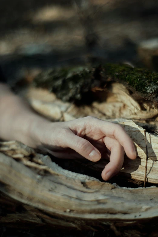 a persons hand touching the edge of a log