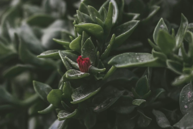 a red flower blooming in the center of green plants