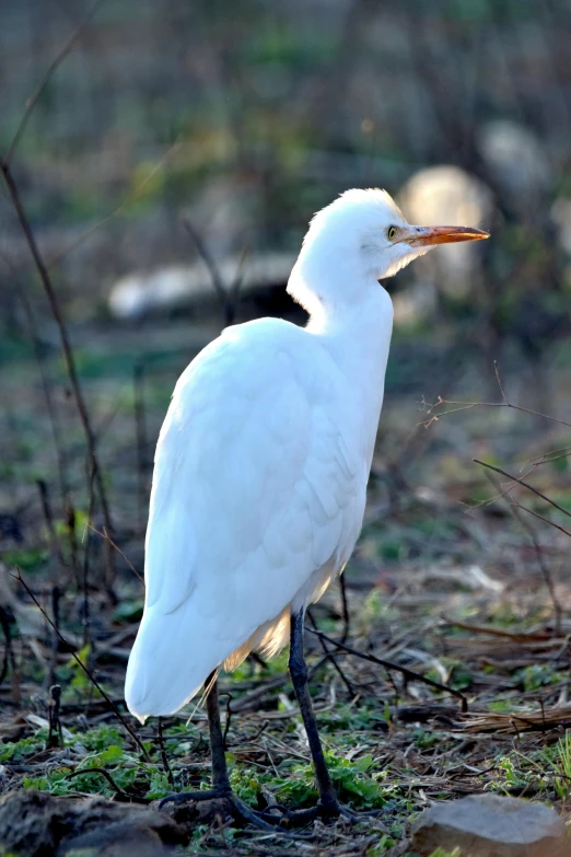 a white bird walking through the grass