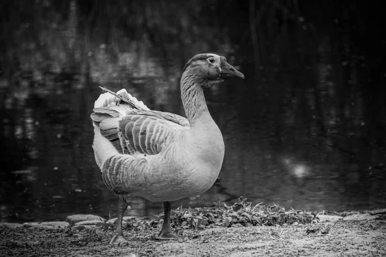 a goose with a bird decoard sitting on it's back legs