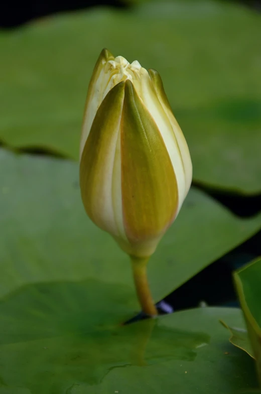 a very large, open flower stands alone on a surface