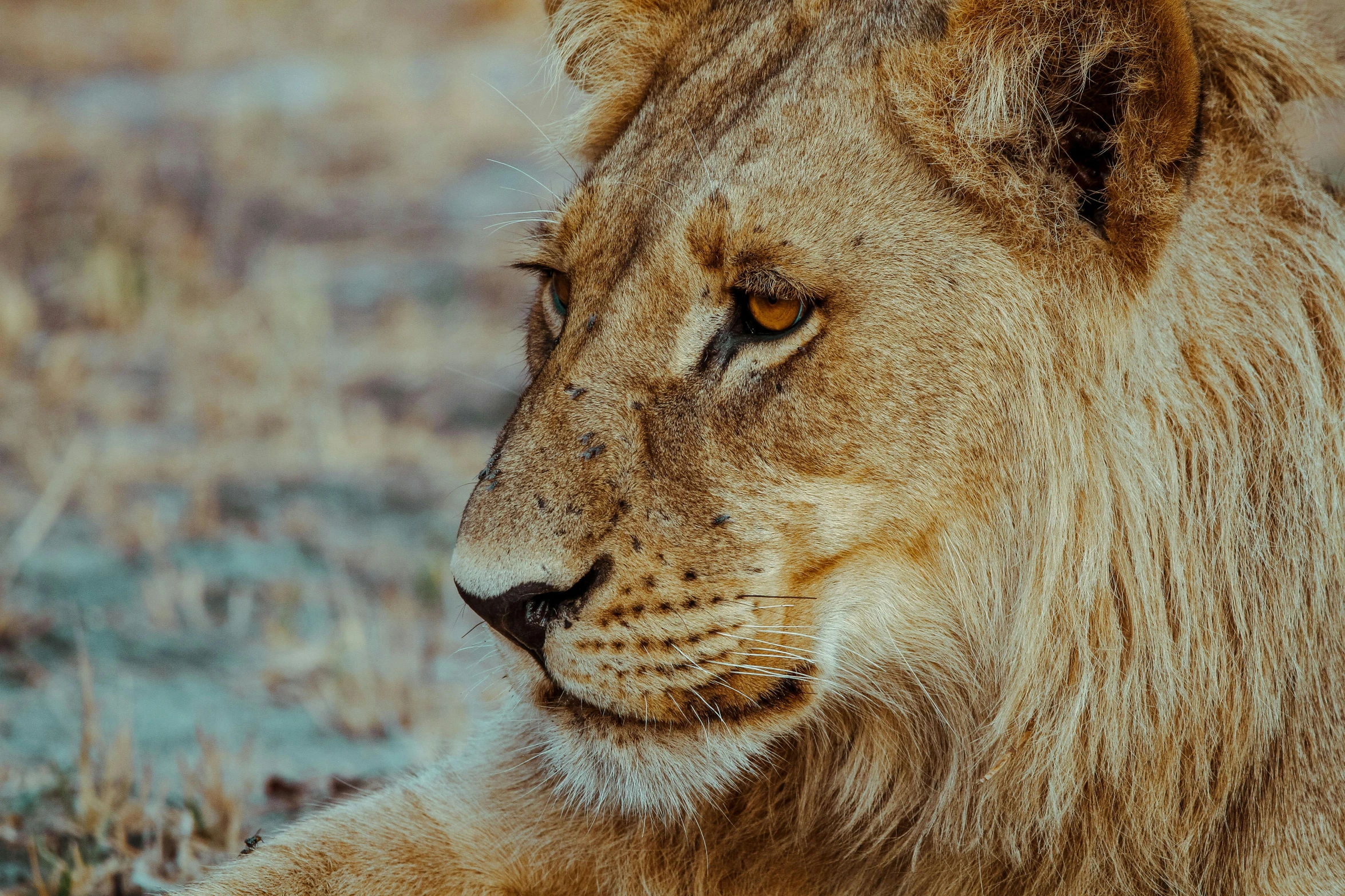 a lion sitting in the grass looking straight ahead