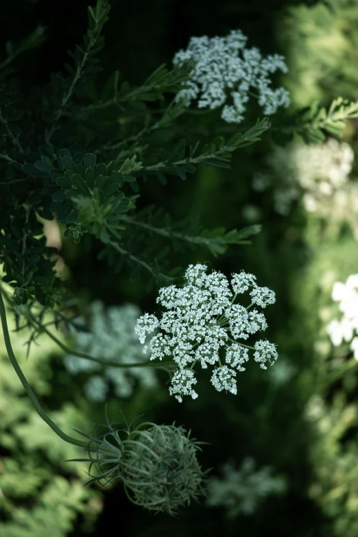 white flowers are seen in the middle of an image