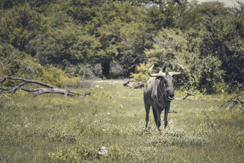 a black cow standing on top of a lush green field