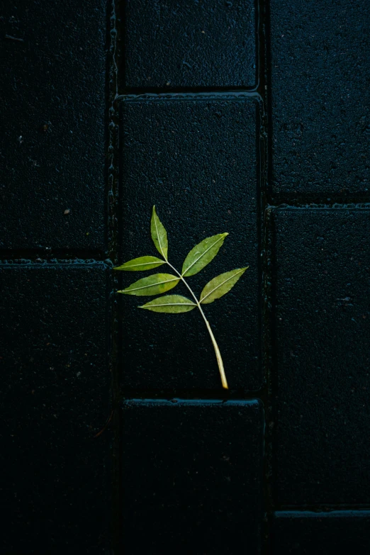 a single stem with several leaves on a dark background