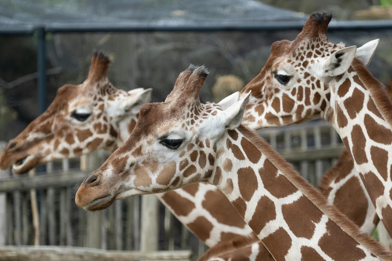 three giraffes are facing left, one has its neck up and another is out