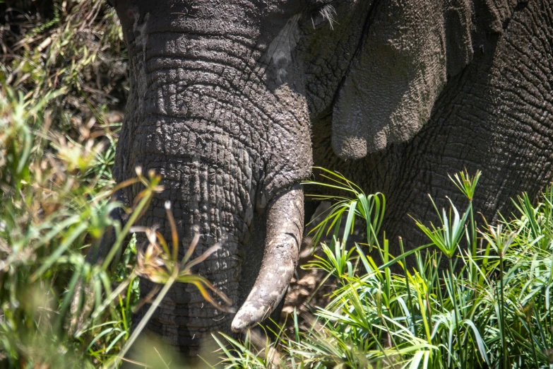 an elephant standing in tall grass covered ground