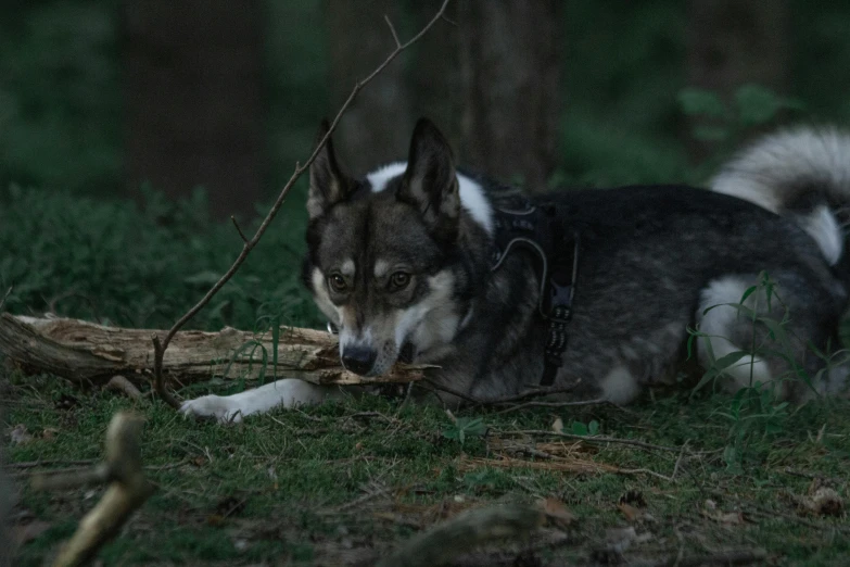 a dog laying on the ground while chewing on a twig