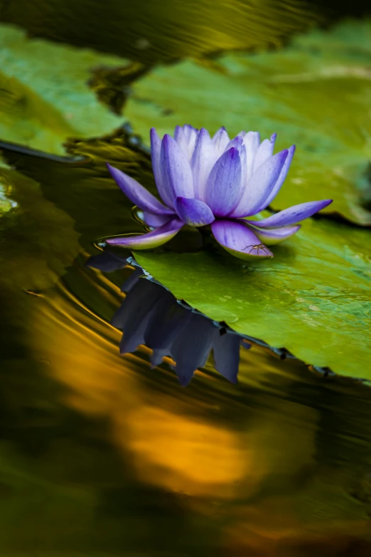 purple flower floating on top of a large pond